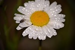 white, daisy, flowers