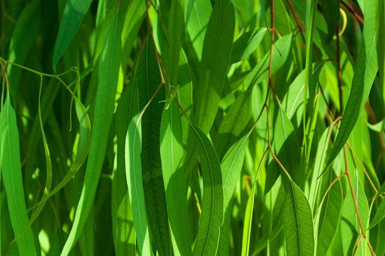 Abstract - free online jigsaw puzzle photo