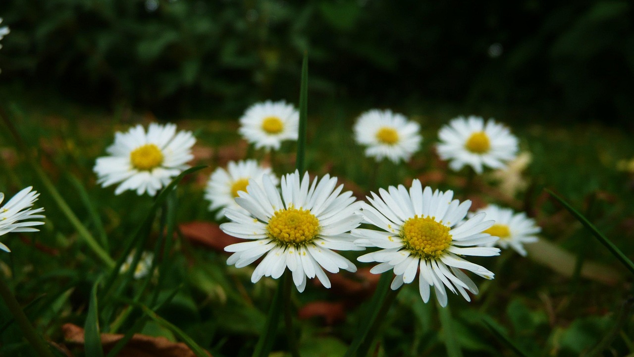 Daisies White Flowers Free photo on Pixabay Pixabay