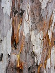 tree, bark, woody