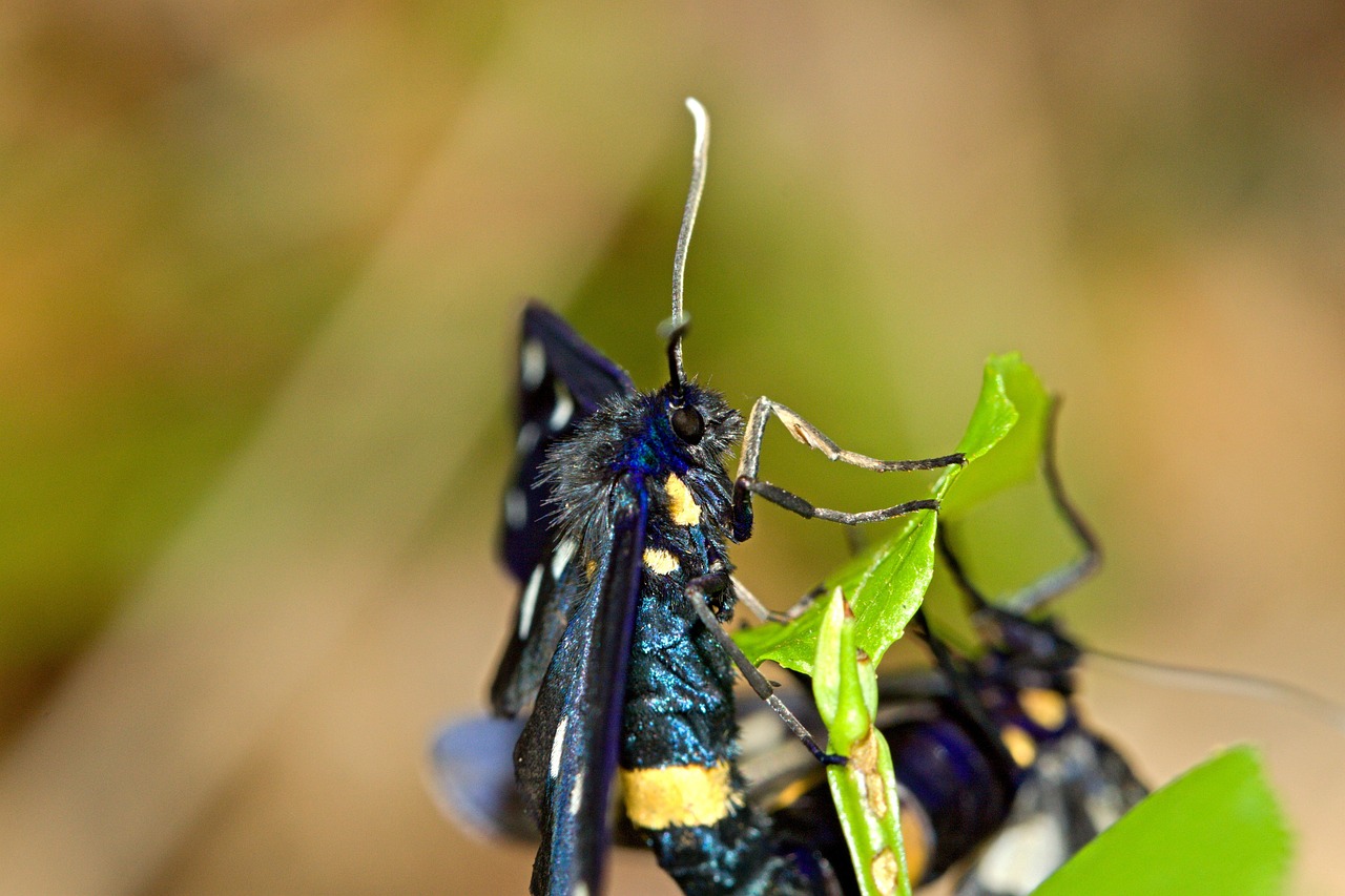 Butterfly Insect Macro - Free photo on Pixabay - Pixabay