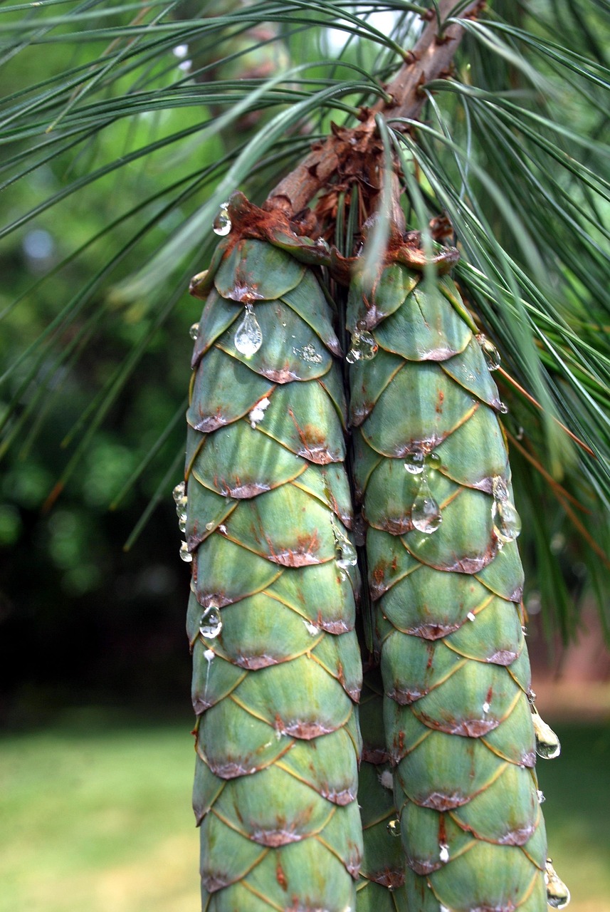 Pine Cone Cones · Free photo on Pixabay