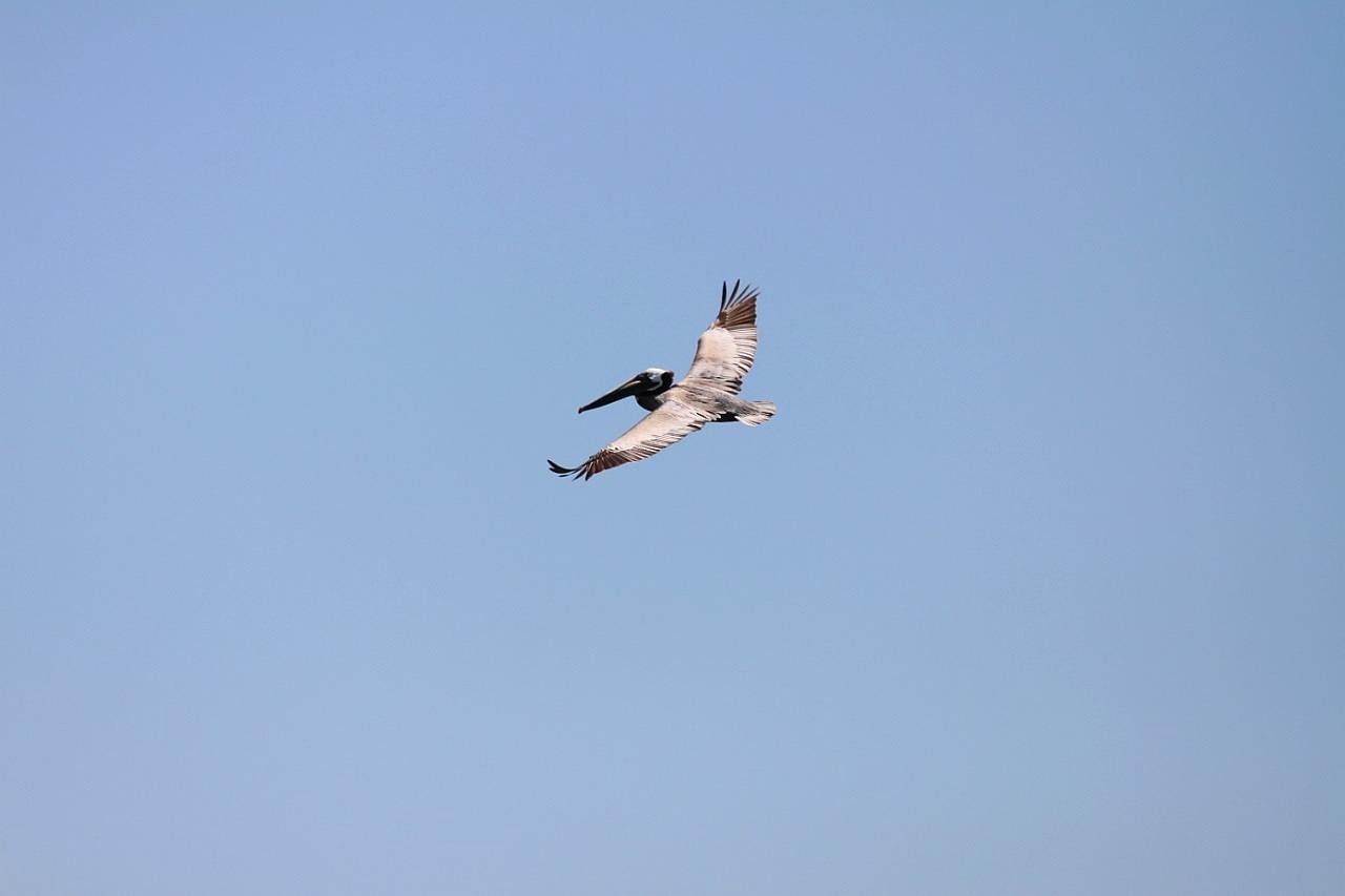 Pelican Bird Flying - Free photo on Pixabay