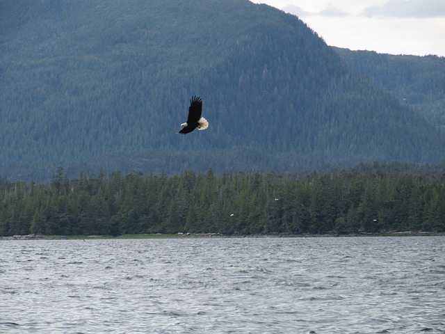 bald eagle, eagle, raptor, bird of prey, flying eagle, flying, soaring, flight, wings, nature, lake, sea, forest, woods, haliaeetus leucocephalus, american eagle