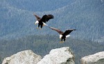 bald, eagles, flying
