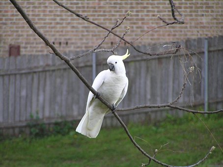 Cockatoo, Bird, Branch, Tree, Parrot