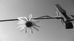 flower, petals, clothespin