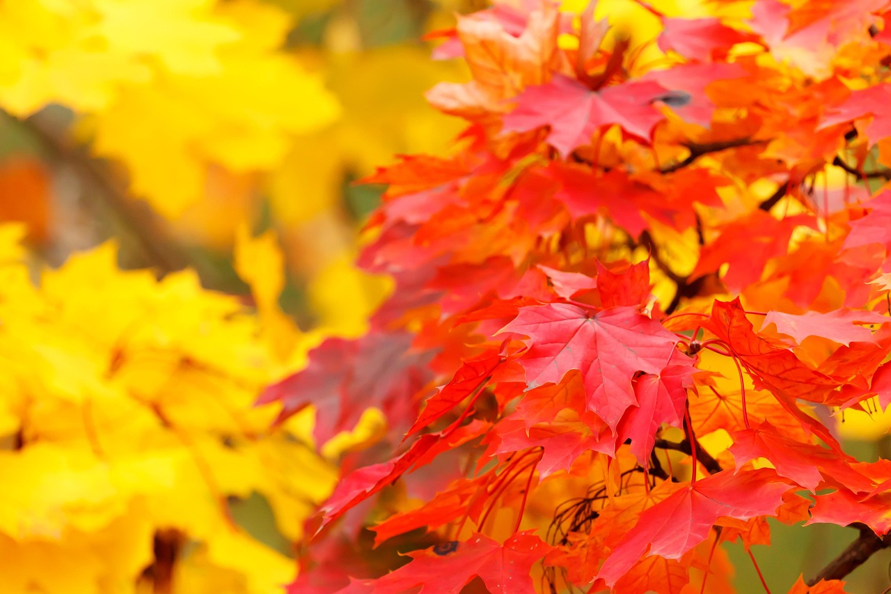 Abstract - free online jigsaw puzzle photo
