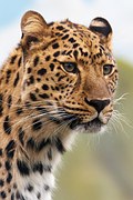Cheetah, Leopard, Animal, Big