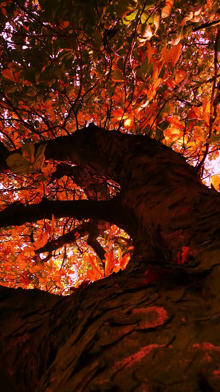 Arbre Feuilles Jaune - Photo gratuite sur Pixabay - Pixabay