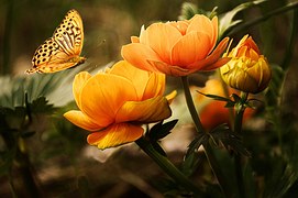 Flowers, Butterflies, Beautiful