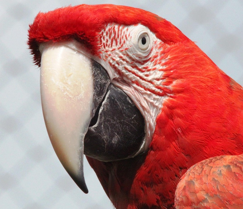 Macaw Merah Bayan Foto Gratis Di Pixabay