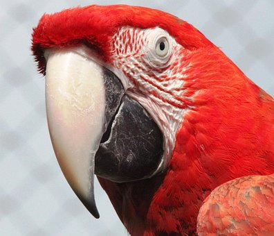 Macaw, Red, Parrot, Bird, Colorful