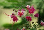 peacock flowers, pink, flowers