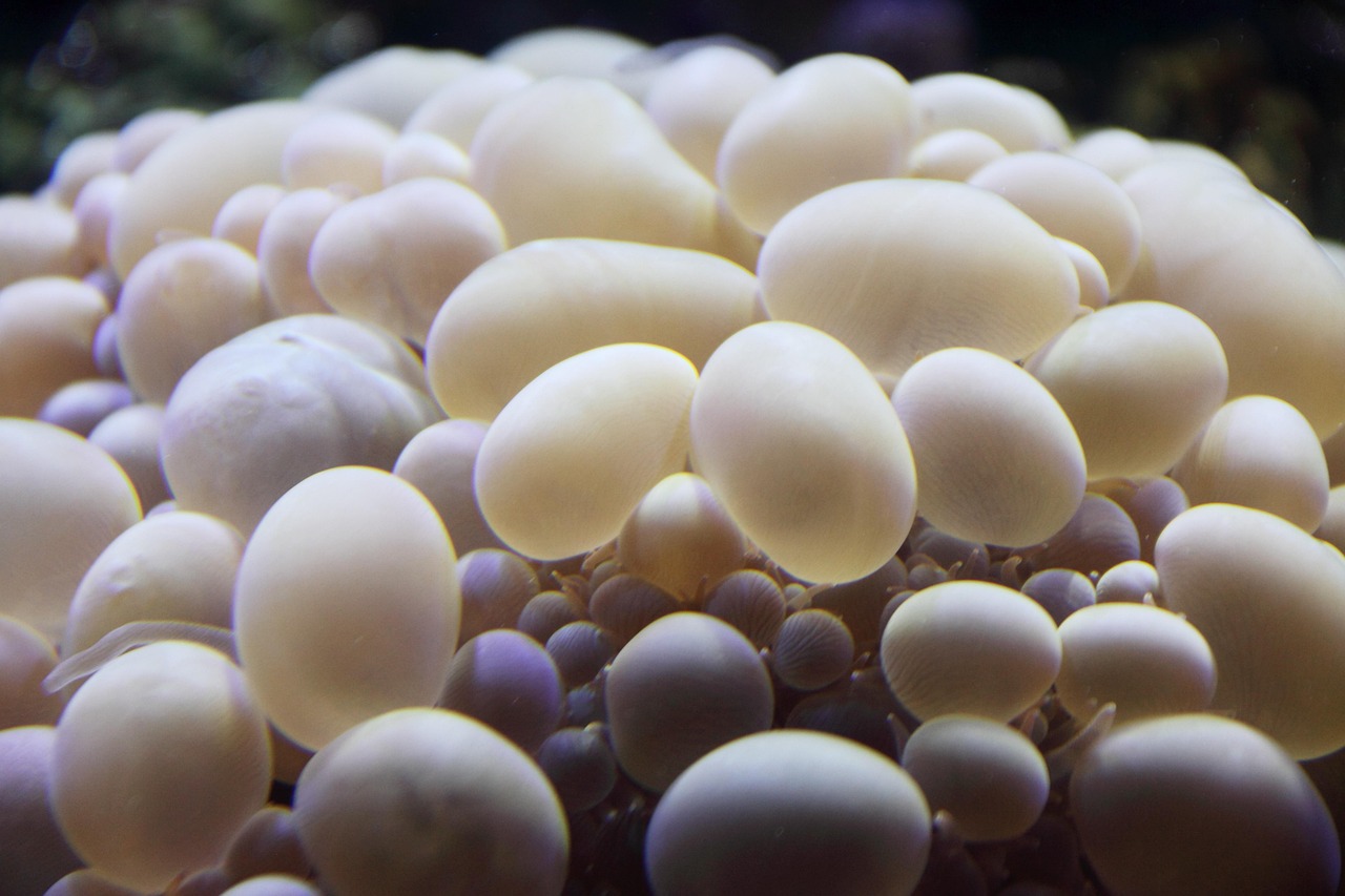 Bubble - free online jigsaw puzzle photo