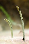 aquarium, colorful, eel