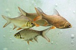 aquarium, barb, fish