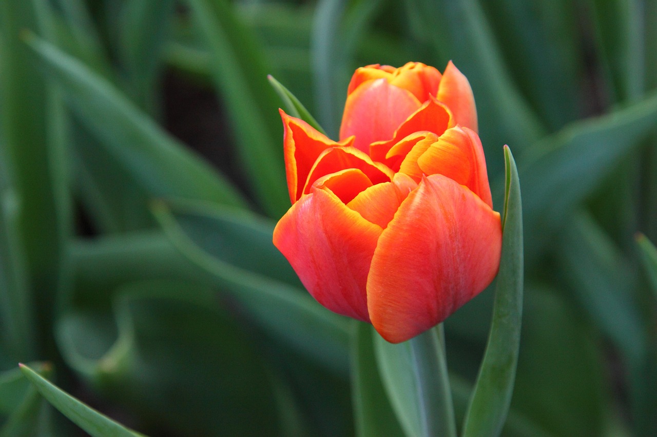 Beautiful Bloom Blossom - Free photo on Pixabay - Pixabay