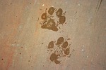 animal, background, dog