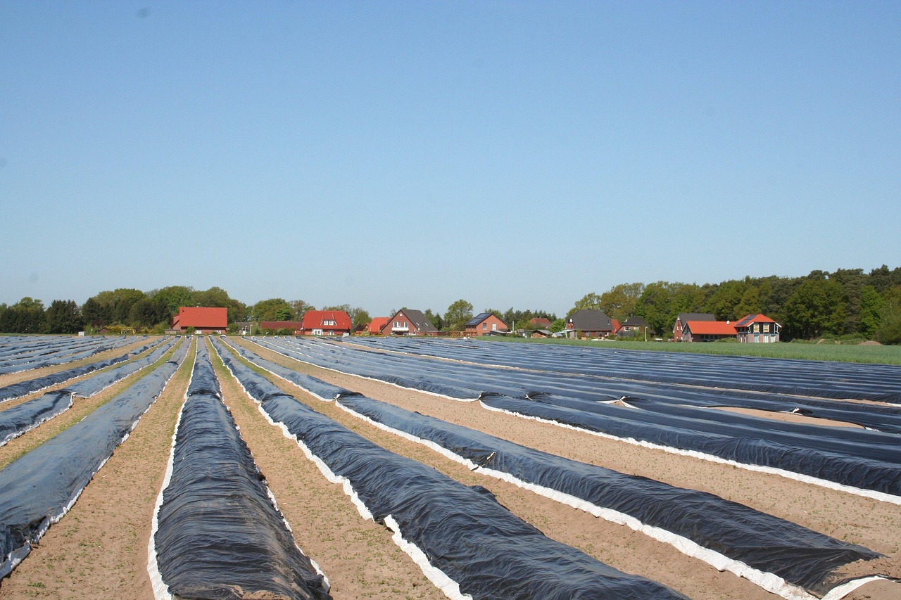 Asparagus Field - free online jigsaw puzzle photo