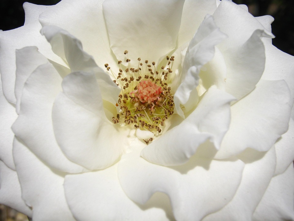 Rose Weiß Blüte - Kostenloses Foto auf Pixabay - Pixabay