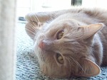 cat, lying, pet