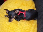 dog, animal, pet