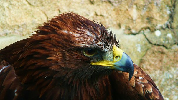 Eagle, Bird, Animal, Bird Of Prey