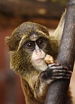 africa, animal, brown