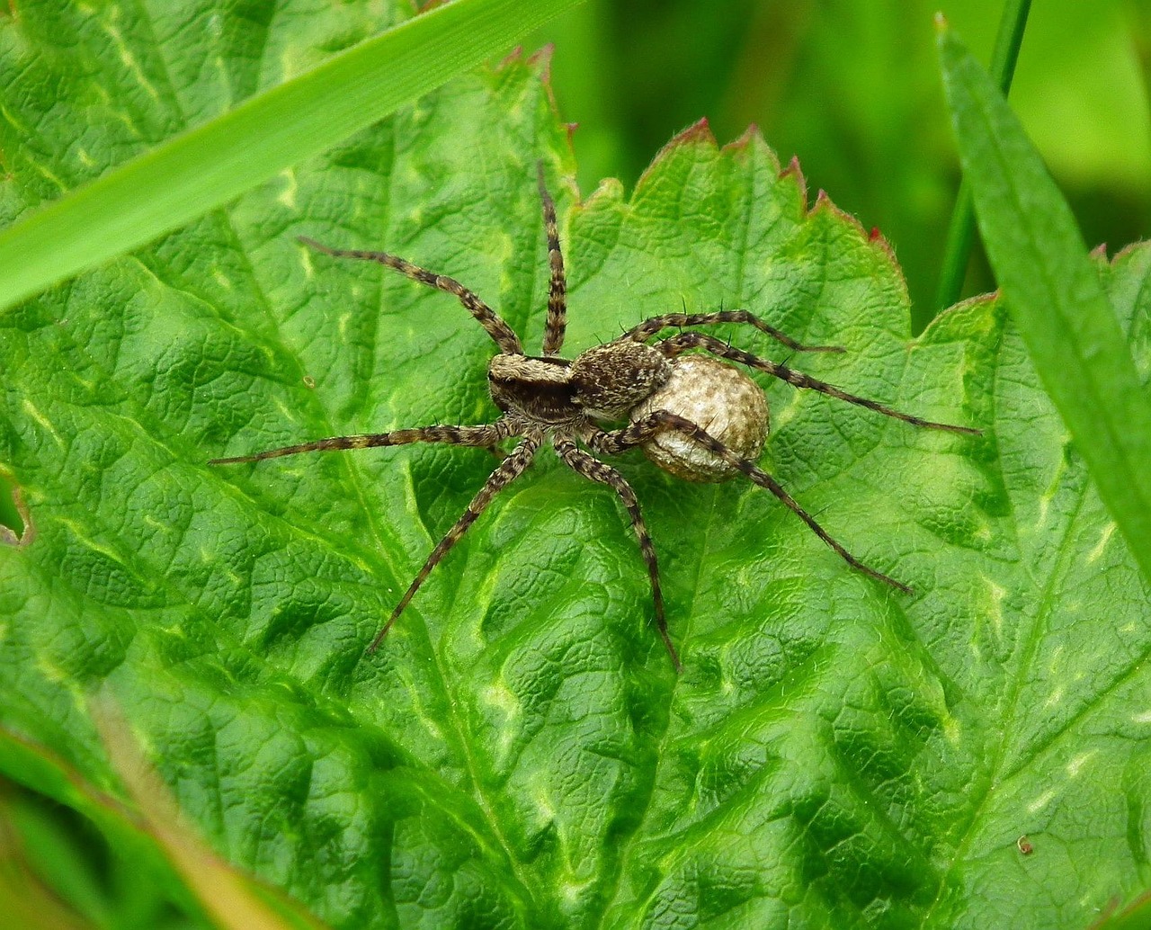 Araña Animal Naturaleza - Foto gratis en Pixabay - Pixabay