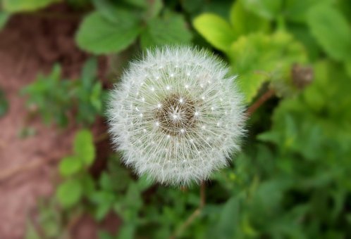 From the Homemade Hooch Files: How to Make Dandelion …