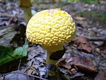 mushroom, yellow, leucocoprinus birnbaumii