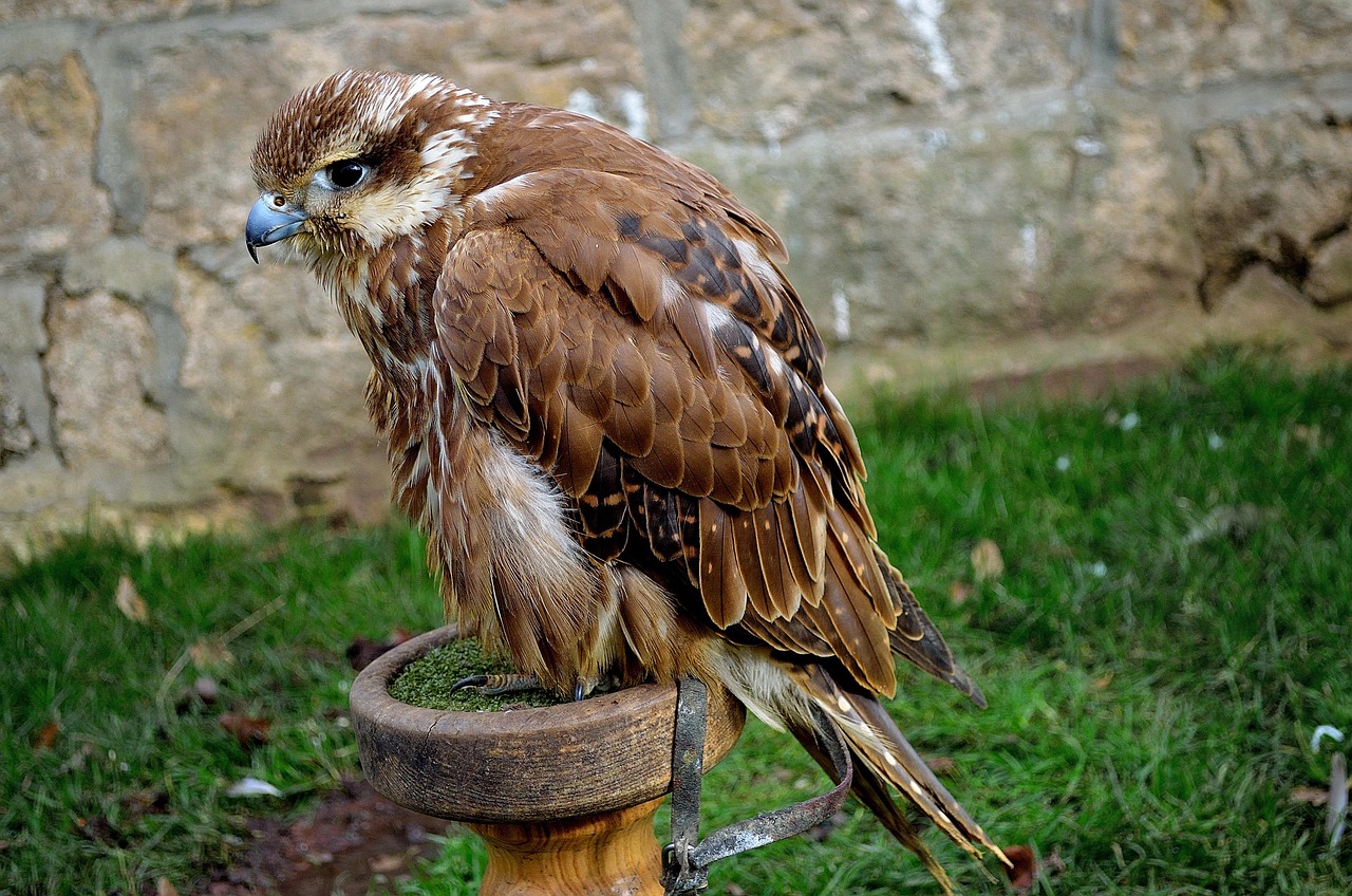 鳥 の 鷹 – 鷹の見分け方とその写真 | 鷹(タカ)とは? 意味や使い方 – WUCE