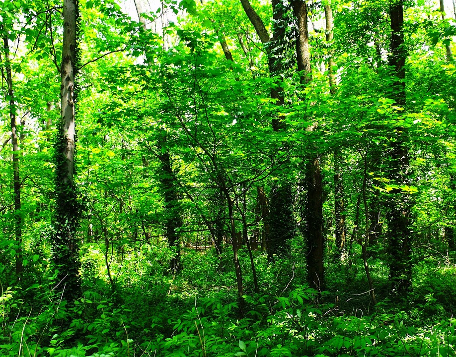 Foto gratis Árboles, Verdor, Bosques, Verdes Imagen gratis en