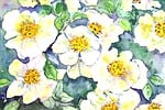 flowers, nature, painting