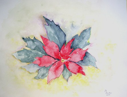 Weihnachtsstern, Natur, Blume, Pflanze