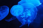 animal, blue, creature