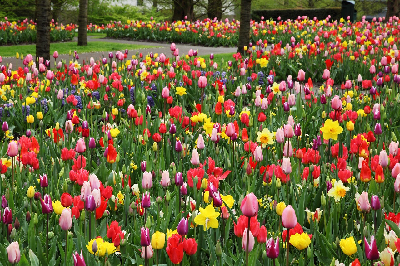 Beautiful Bloom Blossom - Free photo on Pixabay - Pixabay