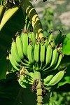 agriculture, banana, branch