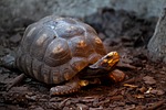 animal, carapace, colorful