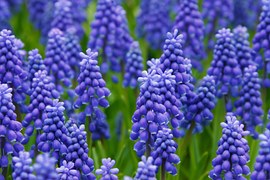 Hyacinth, Muscari, Grape Hyacinth