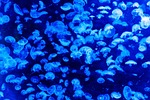 animal, blue, pattern