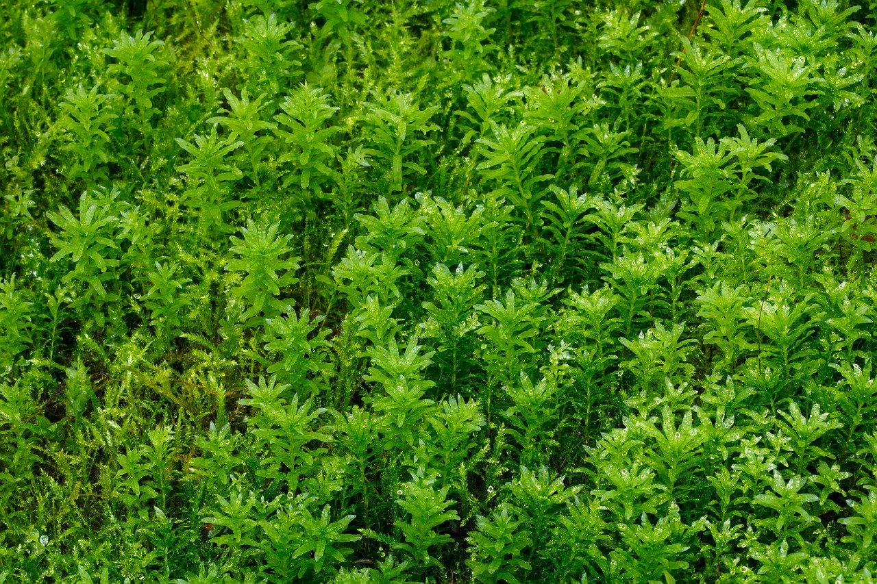 Abstract - free online jigsaw puzzle photo