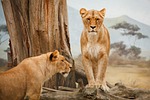 africa, animal, big