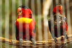 animal, beak, behind