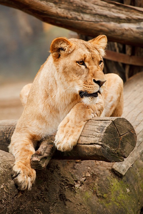 africa animal big free photo on pixabay eye vector
