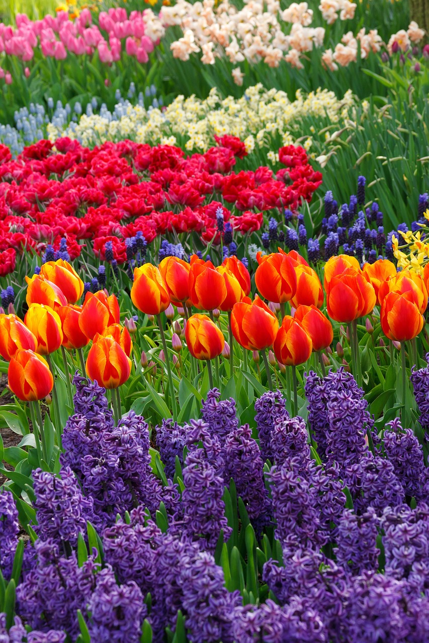 Beautiful Bloom Blossom - Free photo on Pixabay