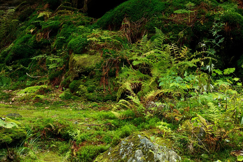 jungle free stock photo public