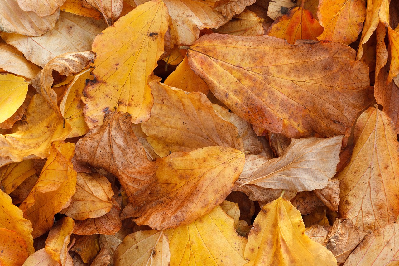 Abstract - free online jigsaw puzzle photo