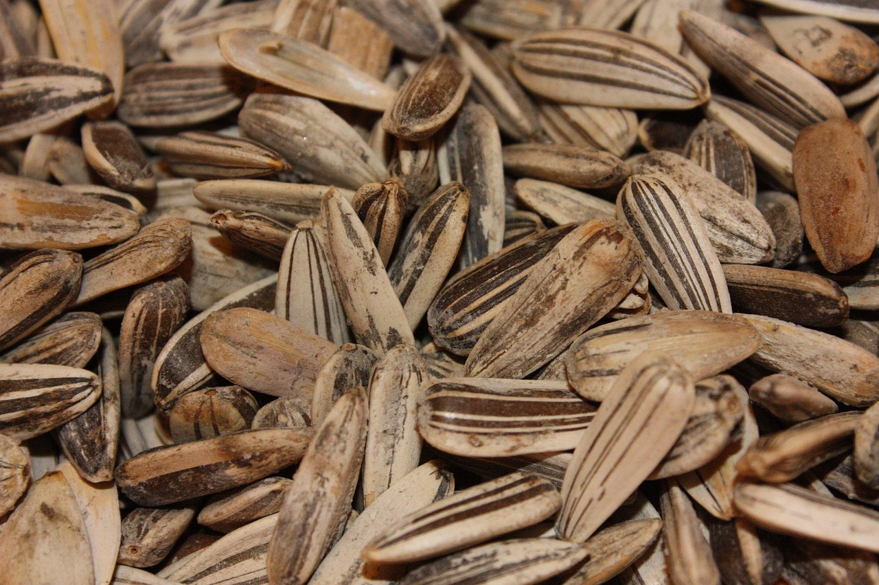 Close Up Sunflower Seeds - Free photo on Pixabay